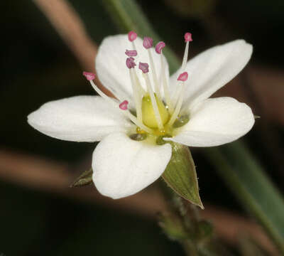 Image of Sabulina verna subsp. verna