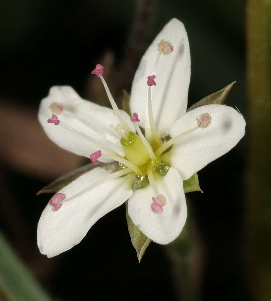 Image of Sabulina verna subsp. verna