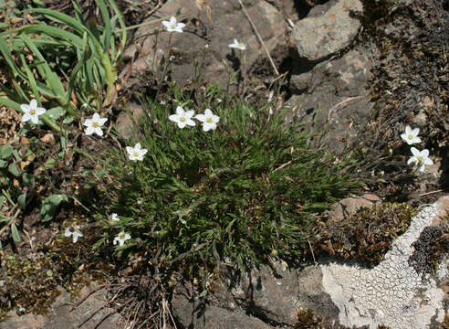 Image of Sabulina verna subsp. verna