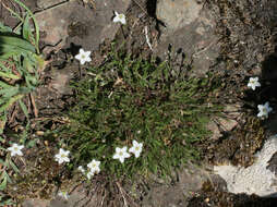 Image of Sabulina verna subsp. verna