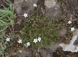 Image of Sabulina verna subsp. verna