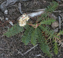 Plancia ëd Filipendula vulgaris Moench