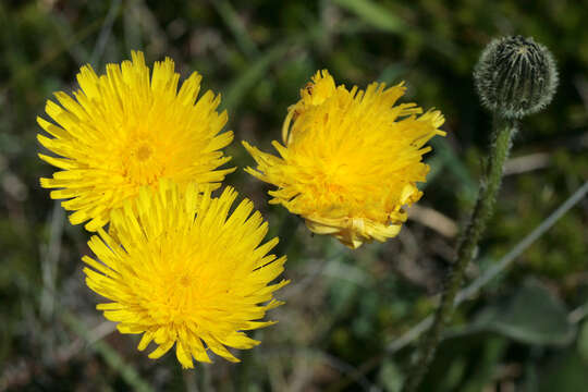 Imagem de Hypochaeris maculata L.