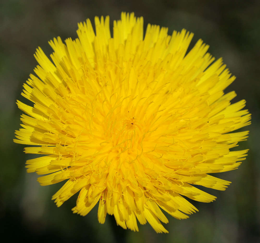 Image of Hypochaeris maculata L.