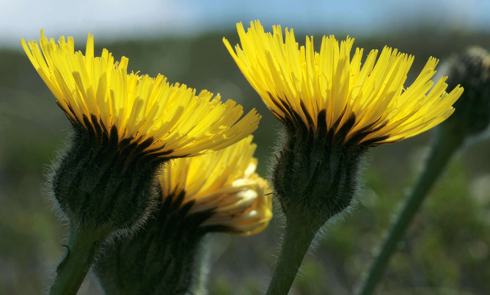 Imagem de Hypochaeris maculata L.