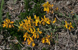 Image of Genista tinctoria subsp. tinctoria