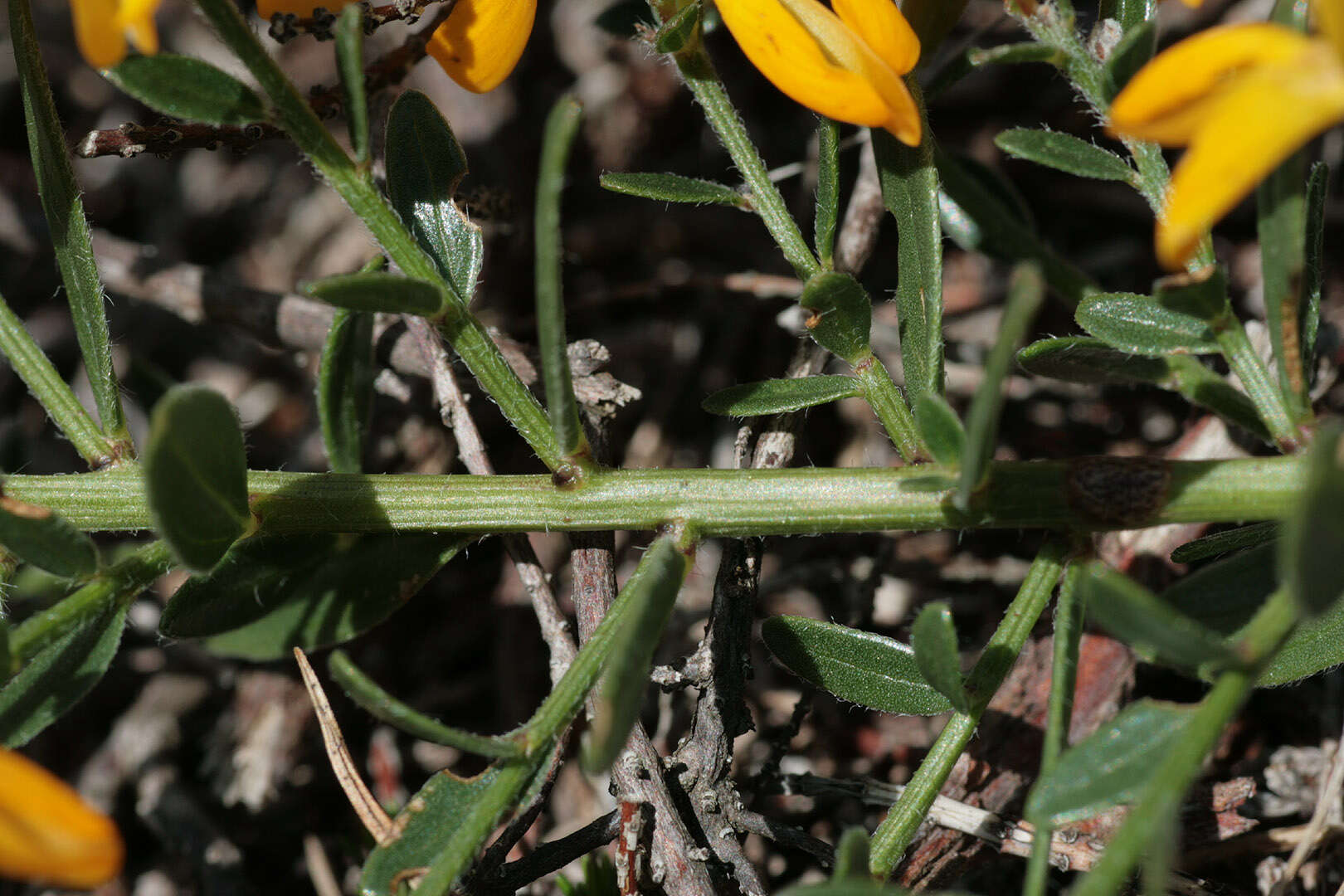 Image of Genista tinctoria subsp. tinctoria