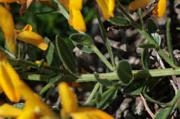 Image of Genista tinctoria subsp. tinctoria