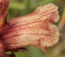 Image of Orobanche alba Steph. ex Willd.