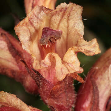 Image of Orobanche alba Steph. ex Willd.