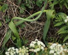 Image of Broadleaf wild leek