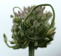 Image of Broadleaf wild leek