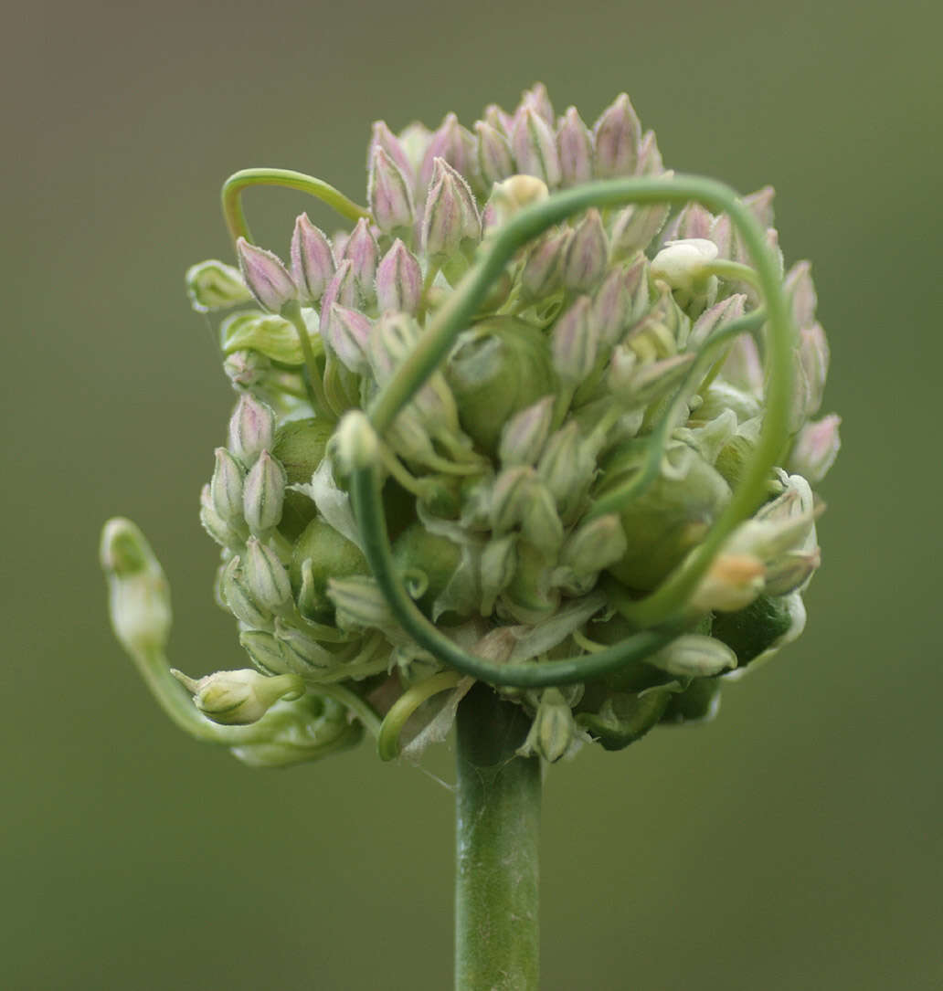 Image of Broadleaf wild leek