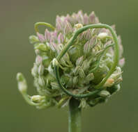 Image of Broadleaf wild leek