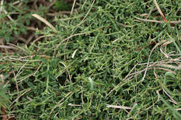 Imagem de Genista pilosa L.