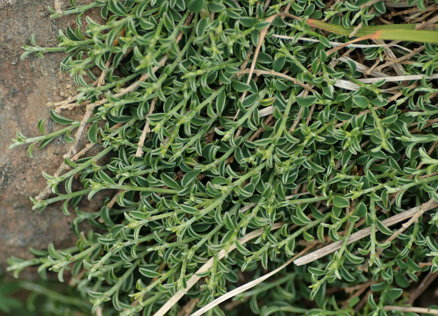 Imagem de Genista pilosa L.