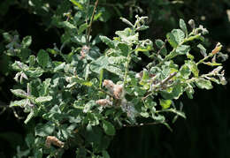 Image of eared willow