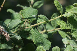 Image of eared willow