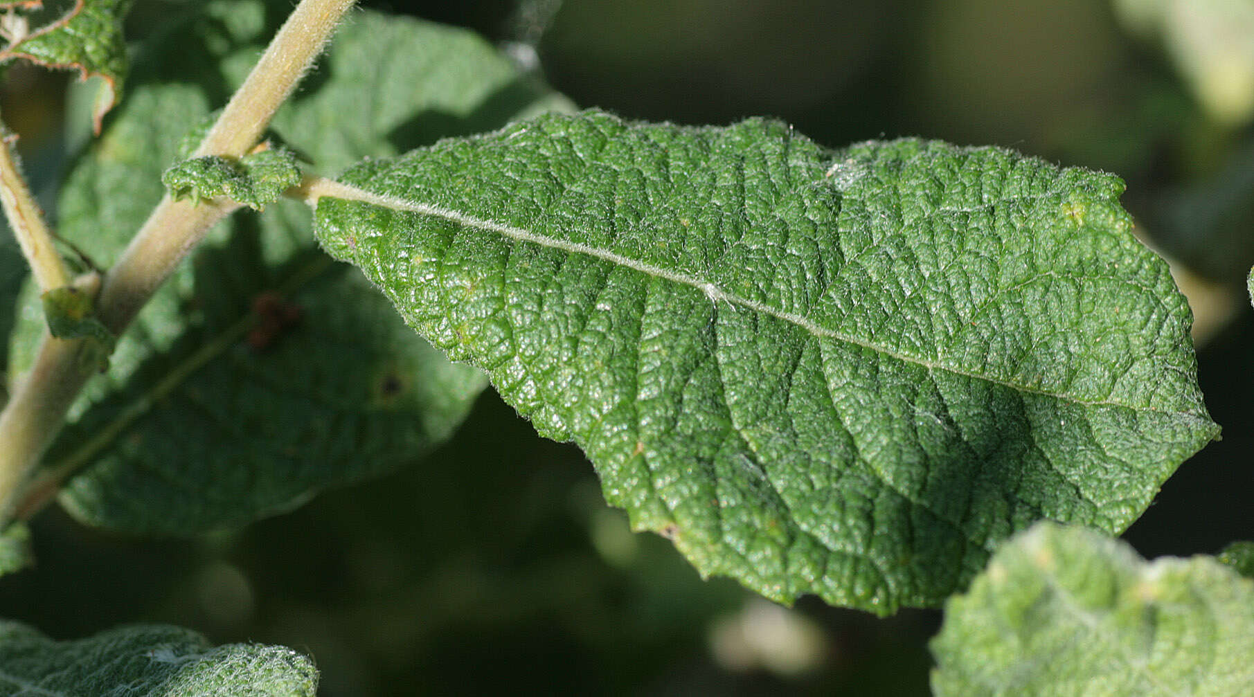 Image of eared willow