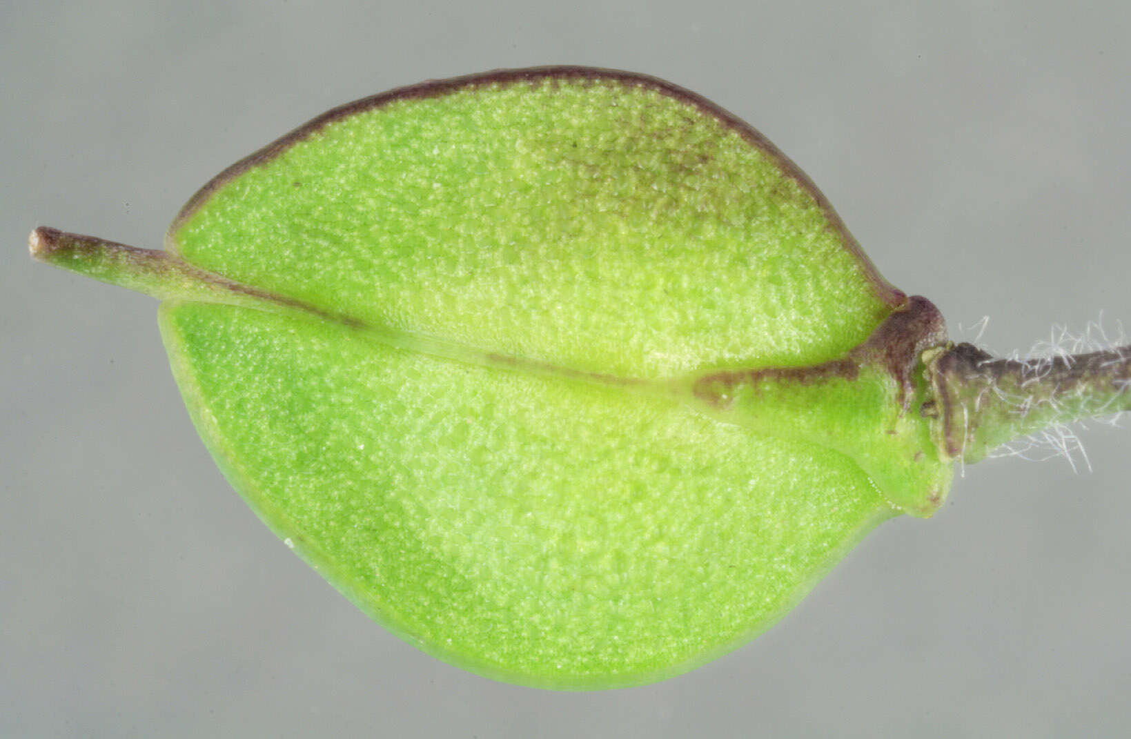 Image of Smith's Pepperwort