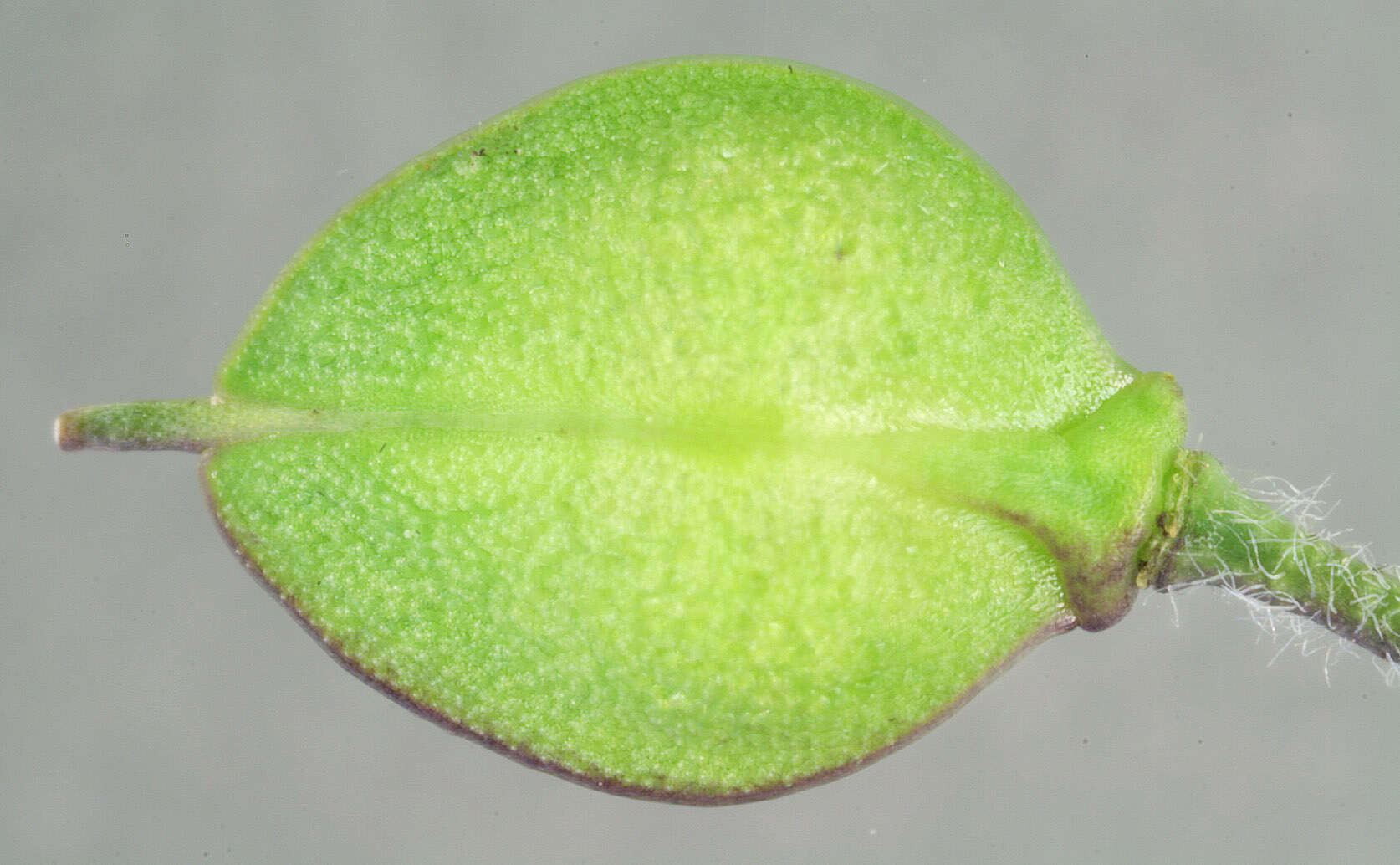 Image of Smith's Pepperwort