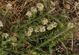 Image de Lepidium heterophyllum Benth.