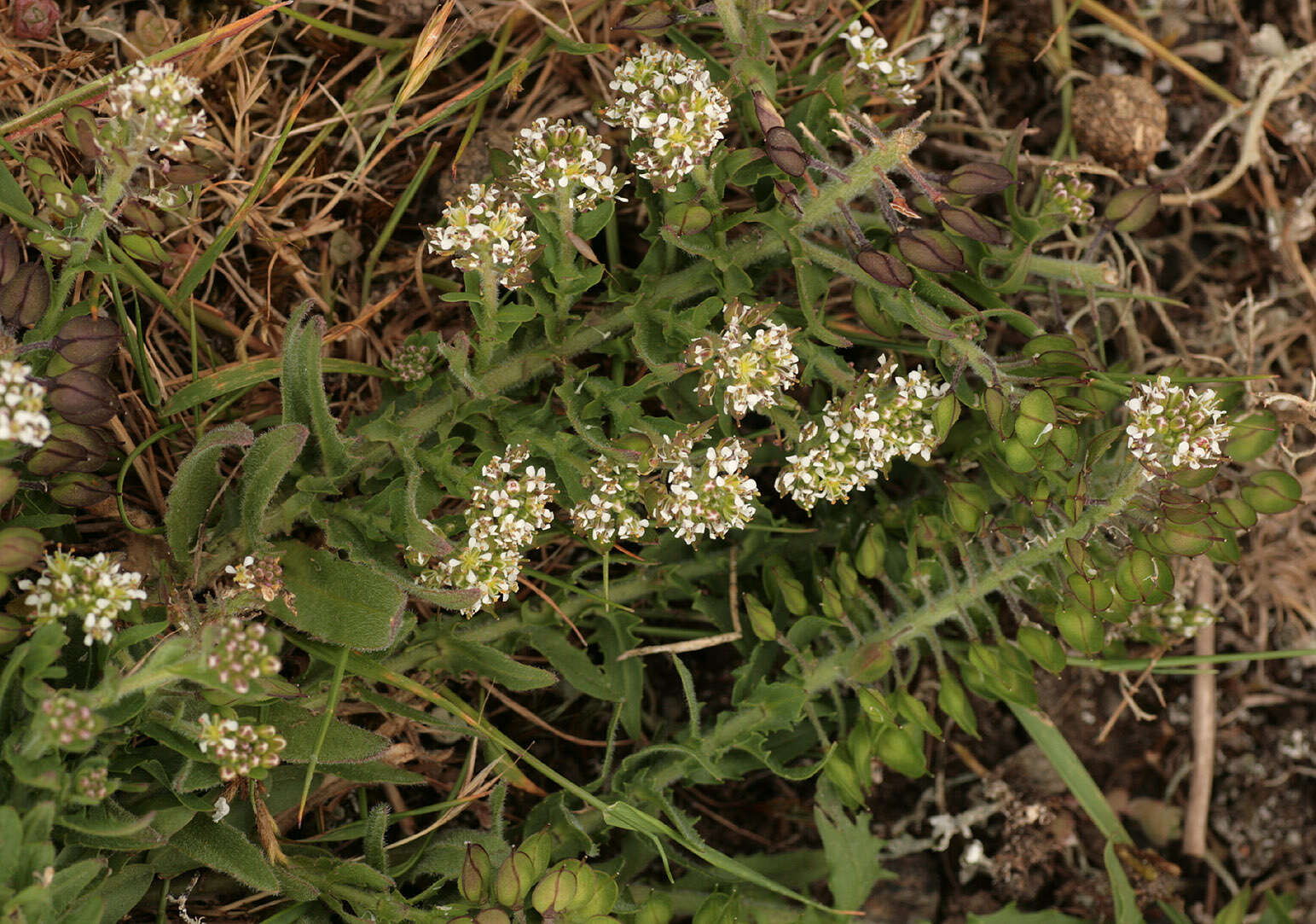 Image de Lepidium heterophyllum Benth.