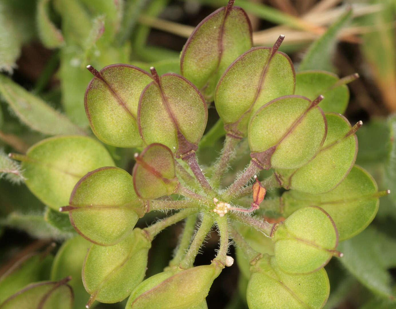 Image de Lepidium heterophyllum Benth.