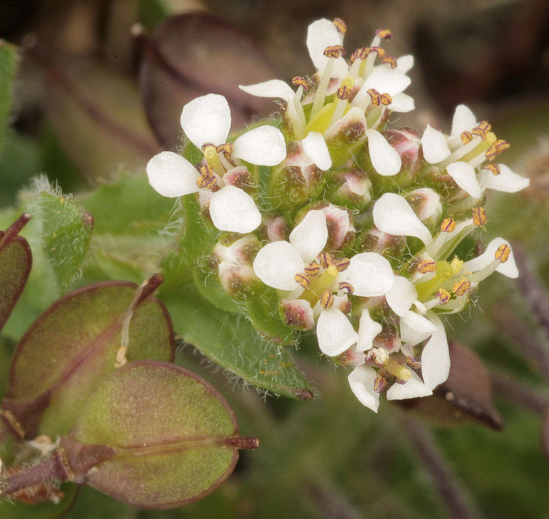 Image de Lepidium heterophyllum Benth.