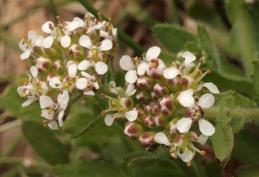 Image de Lepidium heterophyllum Benth.