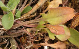 Image de Lepidium heterophyllum Benth.