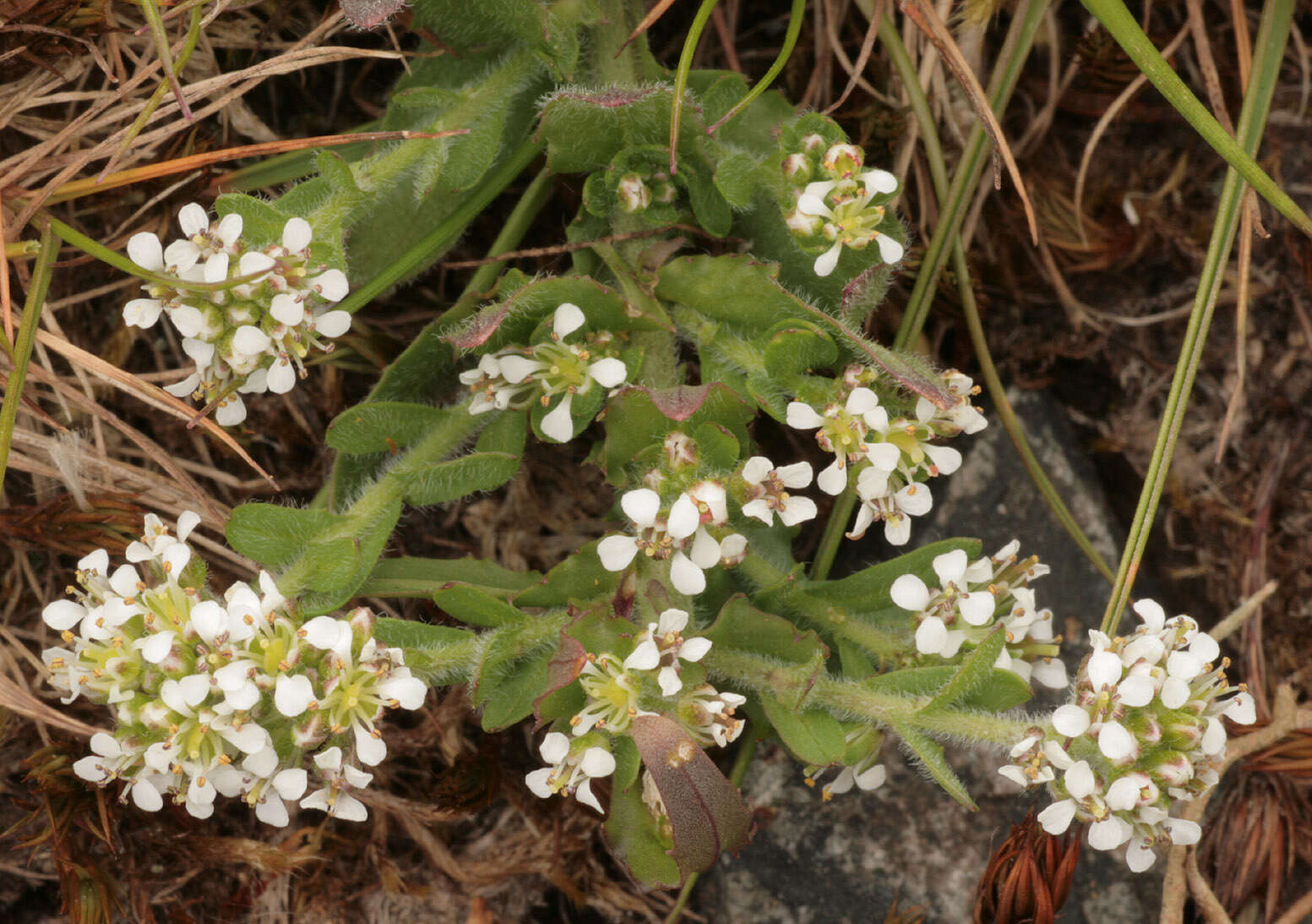 Image de Lepidium heterophyllum Benth.