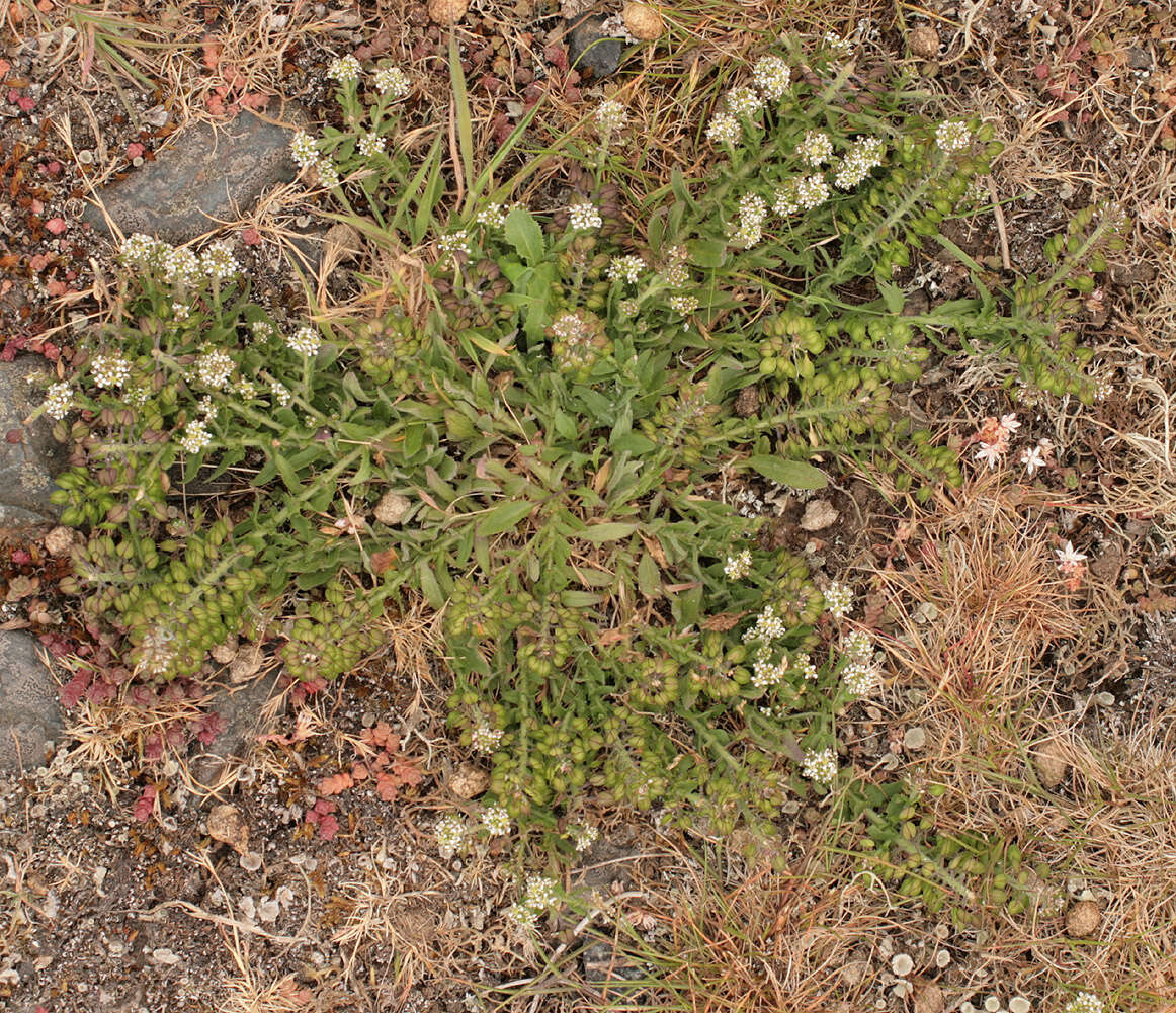 Image de Lepidium heterophyllum Benth.