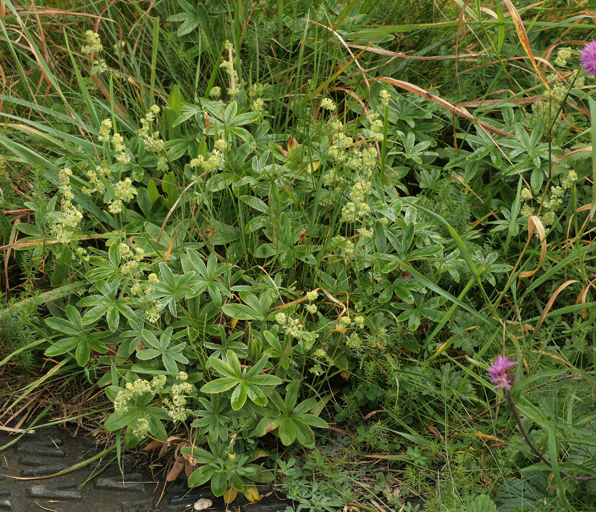 Image of Silver Lady's Mantle