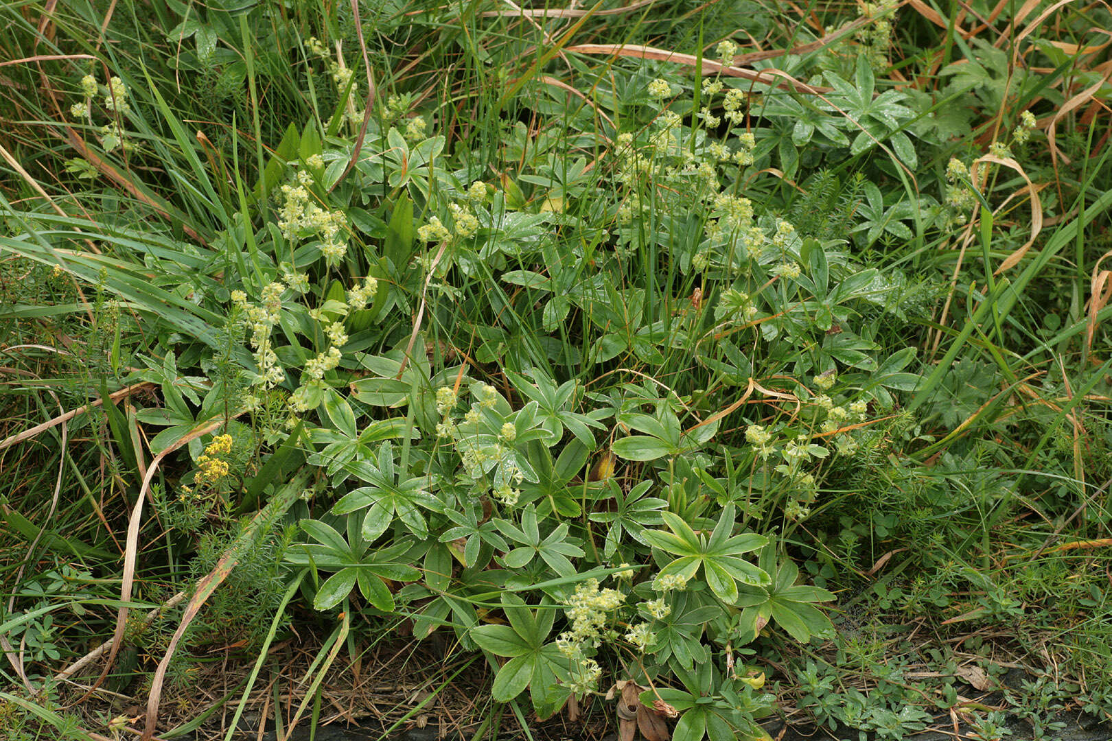 Image of Silver Lady's Mantle