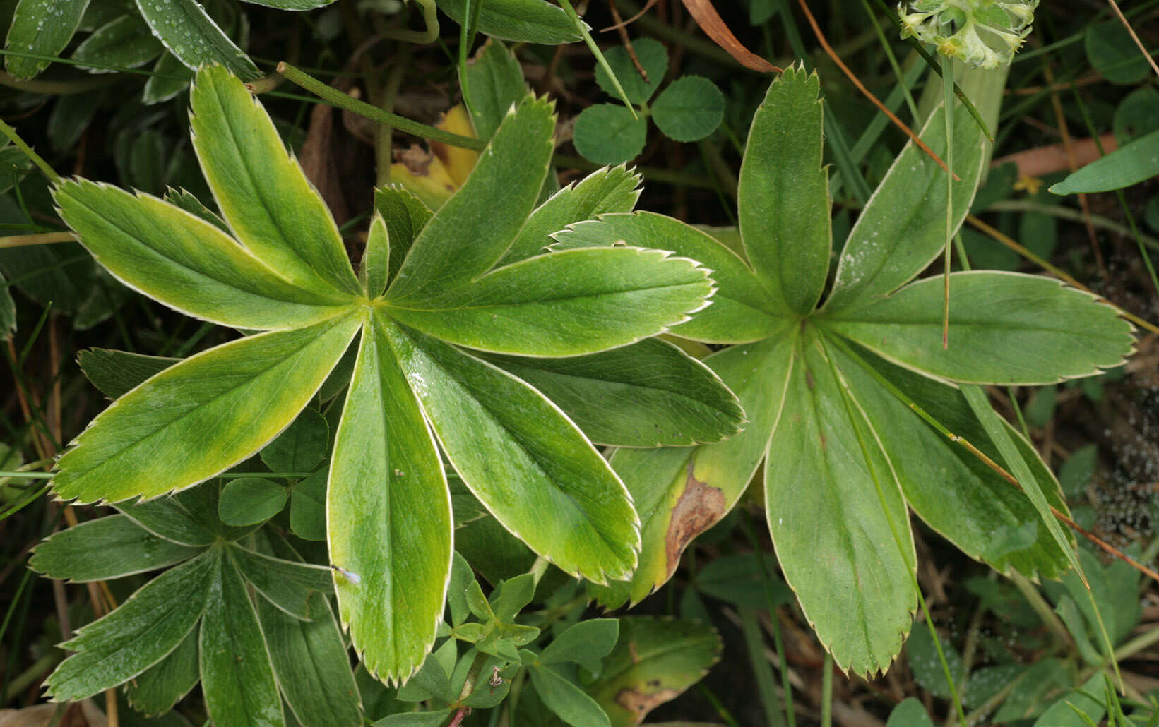 صورة Alchemilla conjuncta Bab.