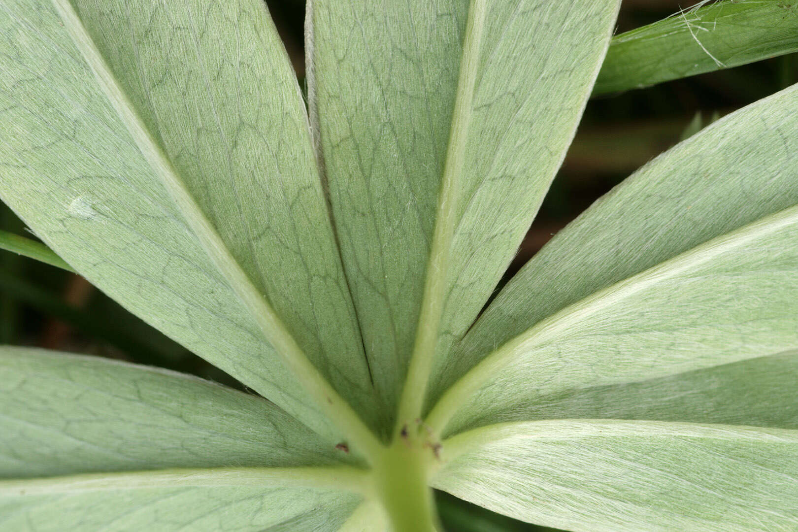 Image of Silver Lady's Mantle