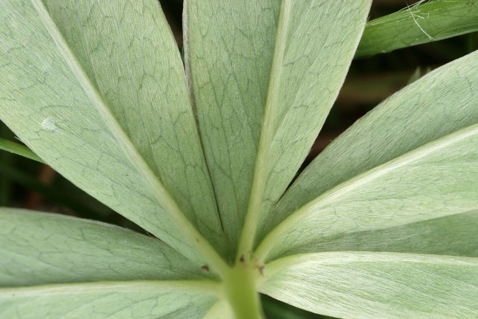 صورة Alchemilla conjuncta Bab.