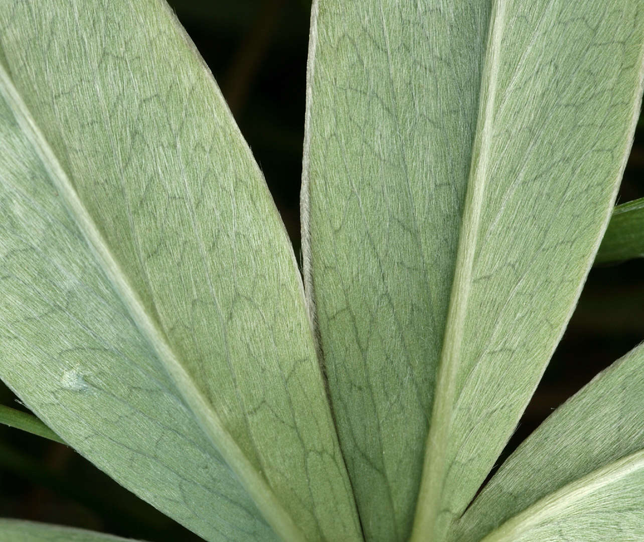 Image of Silver Lady's Mantle