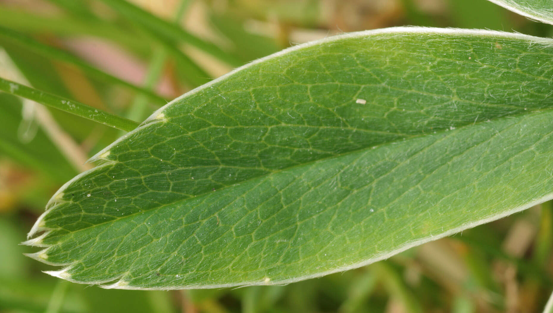 صورة Alchemilla conjuncta Bab.