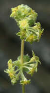 صورة Alchemilla conjuncta Bab.