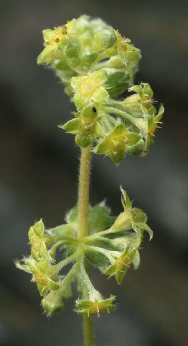 Image of Silver Lady's Mantle