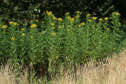 Image of Senecio sarracenicus L.