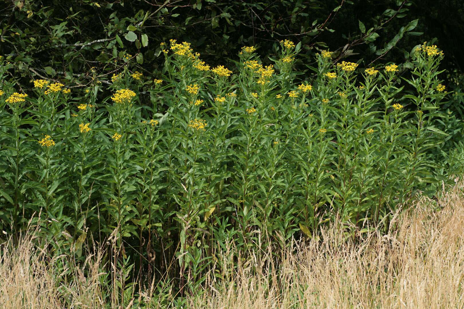 Image of Senecio sarracenicus L.