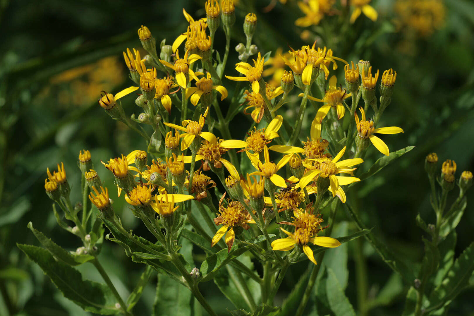 Image of Senecio sarracenicus L.