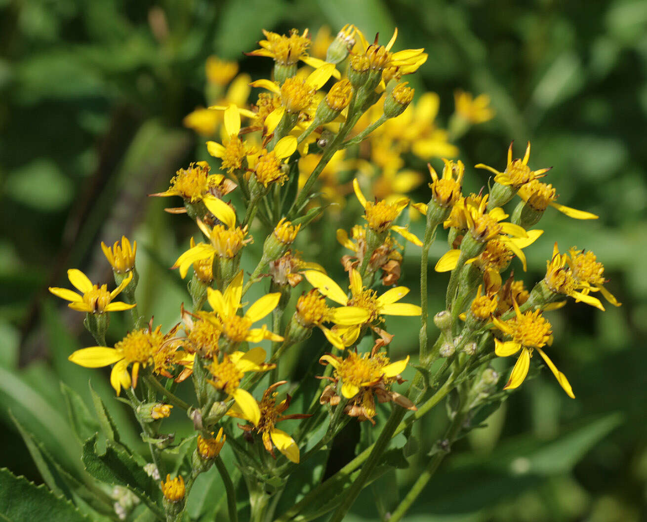 Image of Senecio sarracenicus L.