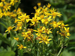 Image of Senecio sarracenicus L.