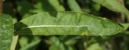 Image of Senecio sarracenicus L.