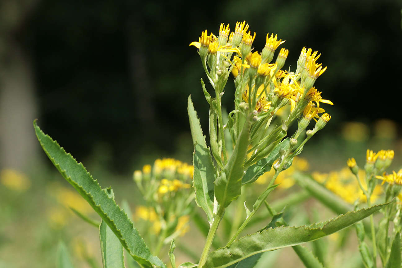 Image of Senecio sarracenicus L.