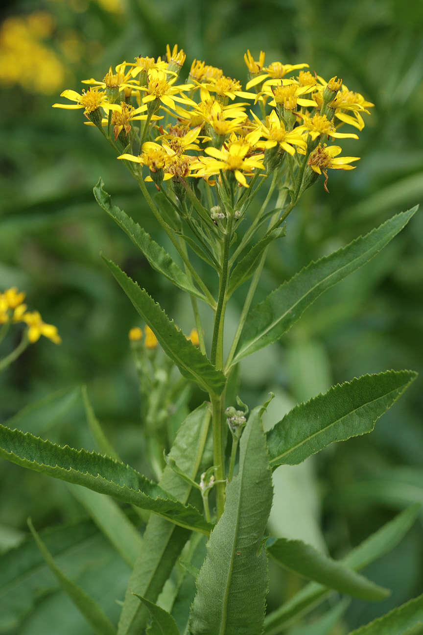 Image of Senecio sarracenicus L.